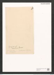 Nitzschia insignis var. arctiae Grun. (de-Toni-Nr.: Genus 47, Species 2074) Zeichnungen Sammlung Grunow (NHMW-BOT-W0371947)